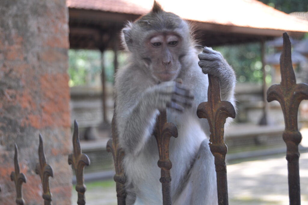 Monkey at Monkey Forest Ubud Bali