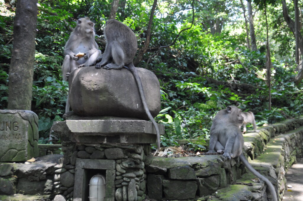 Monkey Forest Ubud Bali