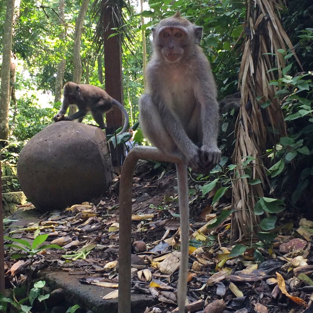 Monkeys at Monkey Forest Ubud Bali