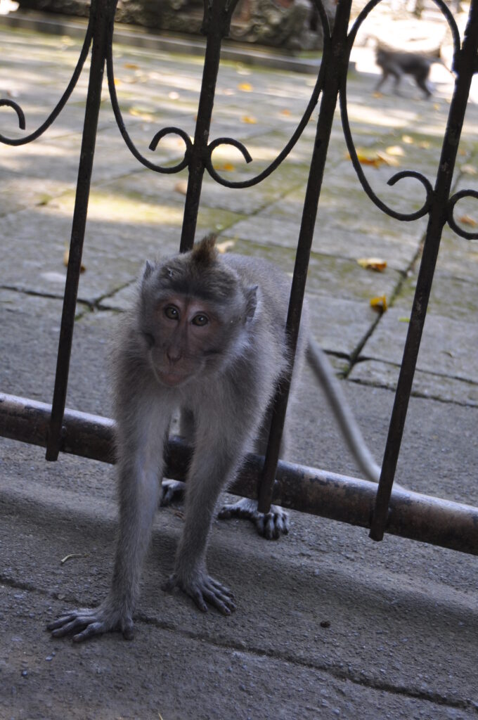 Monkey in Monkey Forest Ubud Bali