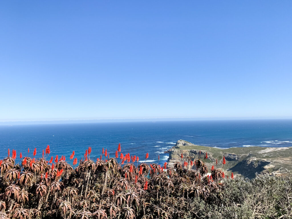 Cape Point Flora