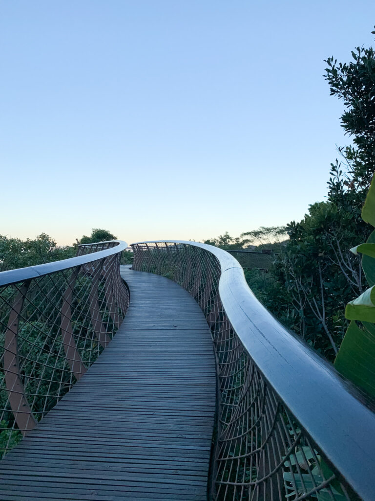 Kirstenbosch Canopy Tree Walk Cape Town