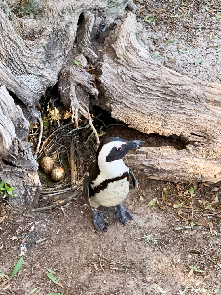 Penguin mother at Boulders Beach with eggs