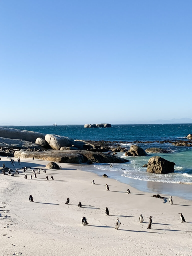 Penguins Boulders Beach