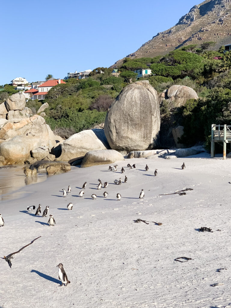 Penguins at Boulders Beach